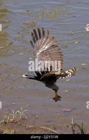 Common Black Hawk - auf Flug Buteogallus anthracinus Tarcoles, Costa Rica BI034065 Stockfoto