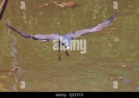 Common Black Hawk - Jagd auf Buteogallus anthracinus Tarcoles, Costa Rica BI034068 Stockfoto