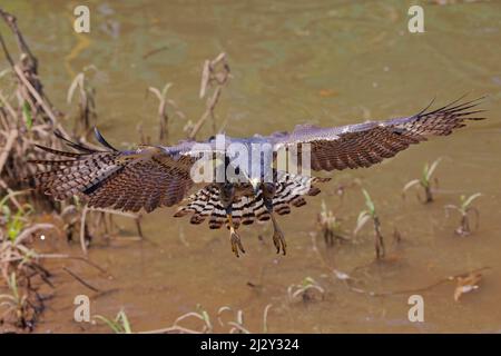 Common Black Hawk - Jagd auf Buteogallus anthracinus Tarcoles, Costa Rica BI034071 Stockfoto