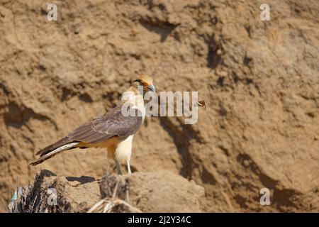 Gelber Caracara Milvago chimachima Tarcoles, Costa Rica BI034094 Stockfoto
