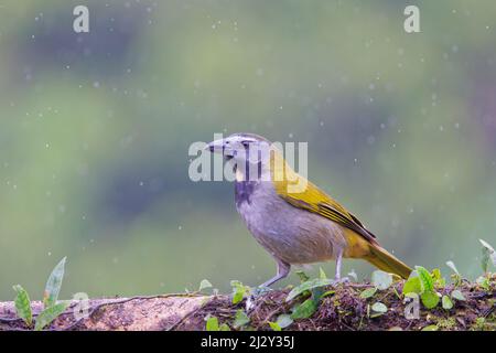 Salatator Maximus Boco Tapada, Costa Rica BI034097 Stockfoto