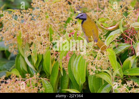 Salatator Maximus Boco Tapada, Costa Rica BI034102 Stockfoto