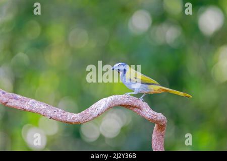 Salatator Maximus Sarapiqui, Costa Rica BI034105 Stockfoto