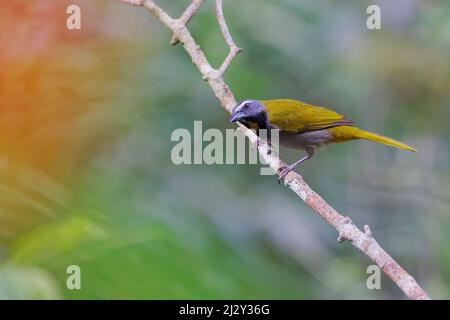 Salatator Maximus Sarapiqui, Costa Rica BI034108 Stockfoto