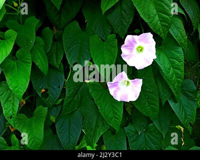 Europäische Bindenkraut, Maissilie, Convolvulus arvensis blüht im Garten. Wand aus Ästen und Blättern von Bindenkraut Stockfoto