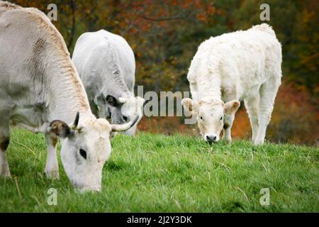 Kühe grasen. Eine ruhige ländliche Szene, in der Milchkühe sich auf frischem Gras ernähren, das in einem Fahrerlager wächst. Stockfoto