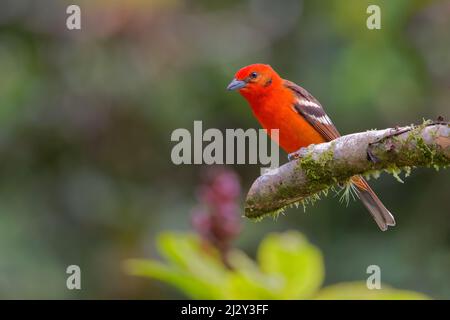 Flammenfarbener Tanager - Männchen Piranga bidentata Alajuela, Costa Rica BI034175 Stockfoto