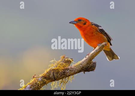 Flammenfarbener Tanager - Männchen Piranga bidentata San Gerardo de Dota, Costa Rica BI034187 Stockfoto