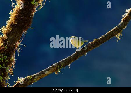 Flammenfarbener Tanager - weiblich hintergrundbeleuchtet Piranga bidentata San Gerardo de Dota, Costa Rica BI034197 Stockfoto