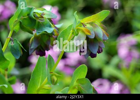 Lila Honigkraut (Cerinthe Major 'Purpurascens') Blumen, die in den Grenzen von Holker Hall & Gardens, Lake District, Cumbria, England, Großbritannien, angebaut werden. Stockfoto