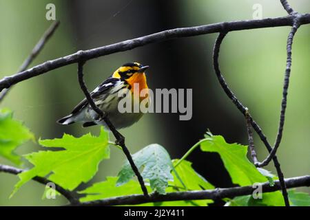 Eine Nahaufnahme eines männlichen Schwarzburnischen Waldsänger, Setophaga fusca Stockfoto