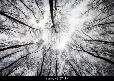 Blick in winterliche Laubbäume, Deutschland, Hessen Stockfoto