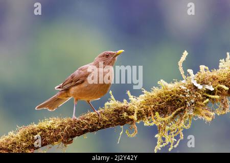 Tonfarbener Thrush Turdus greyi San Gerardo de Dota, Costa Rica BI034311 Stockfoto