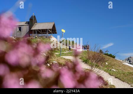 Mehrere Menschen wandern auf einem breiten Weg Richtung Kapelle am Hochfelln, Blumen im Vordergrund unscharf, Hochfelln, Chiemgauer Alpen, Salzalpensteig, Oberbayern, Bayern, Deutschland Stockfoto