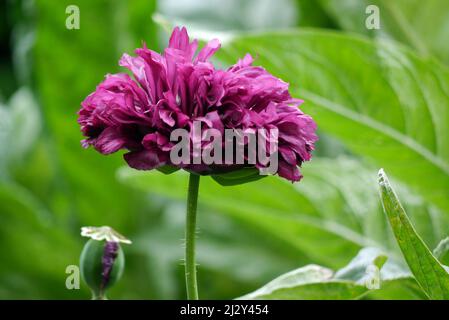 Single Purple Fully-Double, Peony Poppy (Papaver somniferum), 'Purple Peony' Blume, angebaut in Holker Hall & Gardens, Lake District, Cumbria, England, Großbritannien Stockfoto