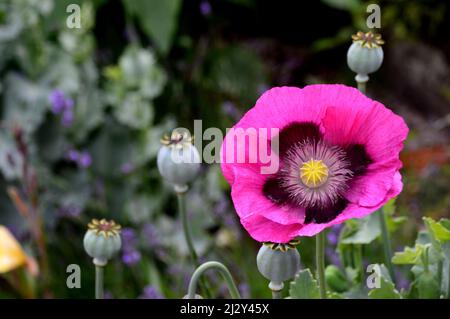 Single Purple/Pink Poppy (Papaver somniferum) „Laurens Grape“-Blume, die in Holker Hall & Gardens, Lake District, Cumbria, England, Großbritannien, angebaut wird Stockfoto