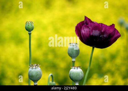 Single Dark Purple/Maroon Poppy (Papaver somniferum) „Black Single“ Flower & Seed Heads at Holker Hall & Gardens, Lake District, Cumbria, England, UK Stockfoto