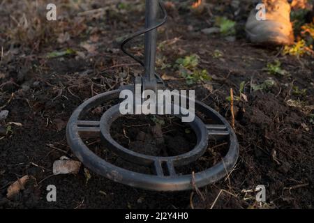 Metalldetektorspule aus der Nähe, suchen Sie nach Metallschrott im Boden. Stockfoto