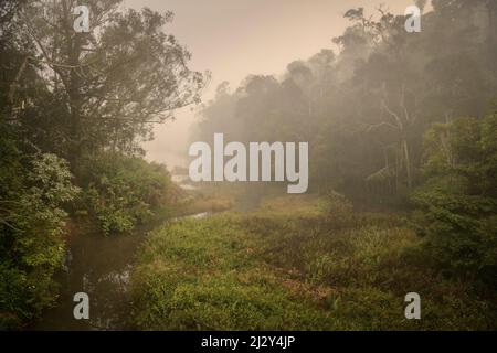 Andasibe-Mantadia-Nationalpark, Zentralhochland, Madagaskar, Afrika Stockfoto