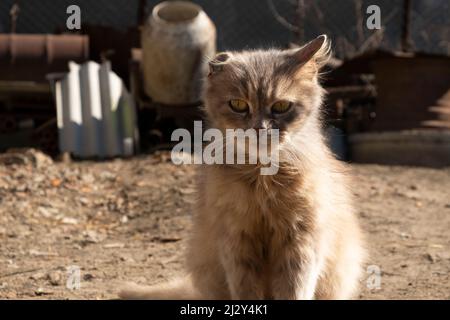 Katze mit einem Ohr, das sich in der Sonne sonnt. Stockfoto