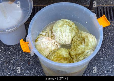 Ganze Sauerampfer fermentierten Sauerkraut im Fass Stockfoto