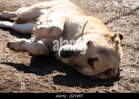 Der liebevolle Hund liegt auf dem Boden und sonnt sich in den Strahlen der Frühlingssonne. Stockfoto
