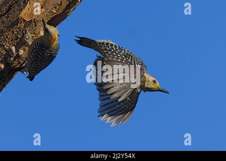 Hoffmans Woodpecker Melanerpes hoffmannii San Jose, Costa Rica BI035161 Stockfoto