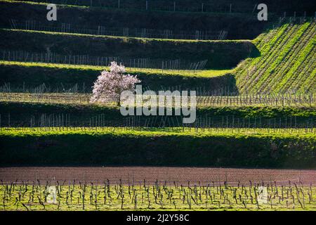 Weinberge und blühender Mandelbaum im Frühjahr, Burkheim, bei Vogtsburg, Kaiserstuhl, Baden-Württemberg, Deutschland Stockfoto