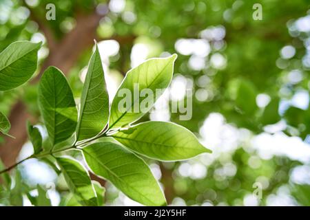 Nahaufnahme der grünen Blätter mit heller Hintergrundbeleuchtung Stockfoto