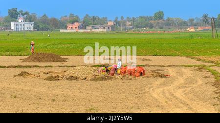 Landschaftsansicht von Kartoffelfeldern mit Blick auf Eine Reismühlenindustrie wird selektiver Fokus verwendet. Stockfoto