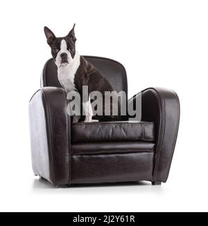 Junge Boston Terrier Bi Farbe in einem Sessel auf weißem Hintergrund Stockfoto