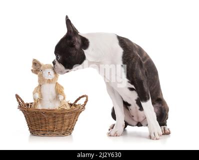 Junge Boston Terrier Bi Farbe isoliert mit einem Osterhasen auf weißem Hintergrund Stockfoto