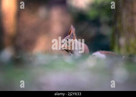 Ein Eichhörnchen im Park springt auf die Äste und sucht nach Nahrung. Stockfoto