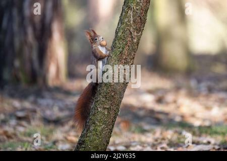 Ein Eichhörnchen im Park springt auf die Äste und sucht nach Nahrung. Stockfoto