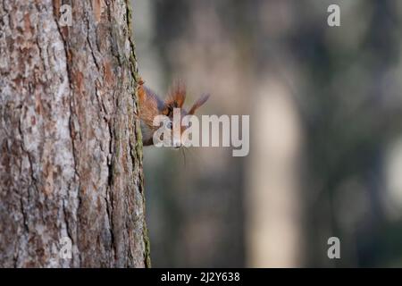 Ein Eichhörnchen im Park springt auf die Äste und sucht nach Nahrung. Stockfoto