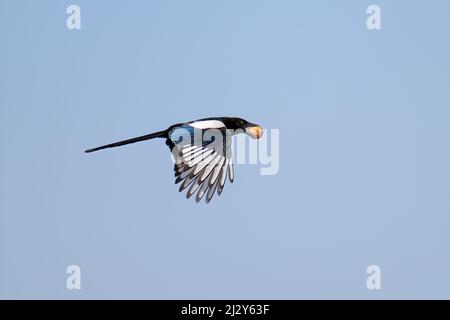 Ein Elsterdieb fliegt über den Park und stiehlt Nüsse. Stockfoto