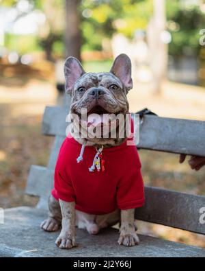 Eine vertikale Aufnahme einer gefleckten französischen Bulldogge in einem roten Hoodie auf einer Bank Stockfoto