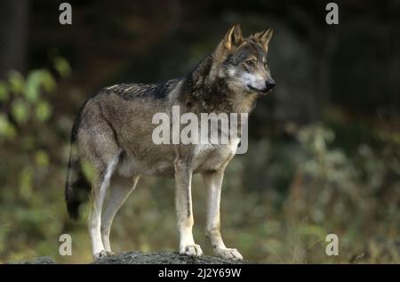 Wolf (Canis Lupus), gefangen, steht auf dem Felsen. Stockfoto