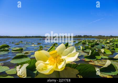 Point Pelee National Park, Kanufahrer, Lotusblumen Stockfoto