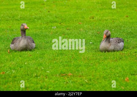 Die beiden Enten ruhen auf einer Wiese in einem Park in Deutschland Stockfoto