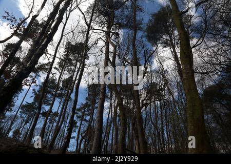 Woodland in Friday Street am Nordhang des Leith Hill Surrey England Stockfoto