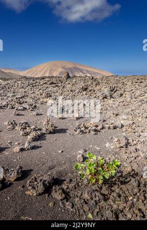 Kleine Pflanze, die in den Lavafeldern (Malpais) im Timanfaya-Nationalpark auf Lanzarote wächst. Im Hintergrund ist ein alter Vulkan Stockfoto