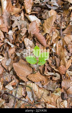 Europäische Buche / Buche (Fagus sylvatica) neuer Spross, der im Frühjahr auf dem Laubwaldboden auftaucht Stockfoto