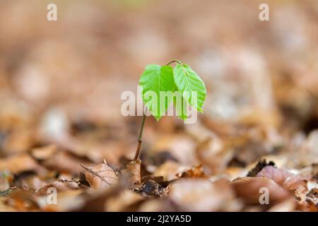 Europäische Buche / Buche (Fagus sylvatica) neuer Spross, der im Frühjahr auf dem Laubwaldboden auftaucht Stockfoto