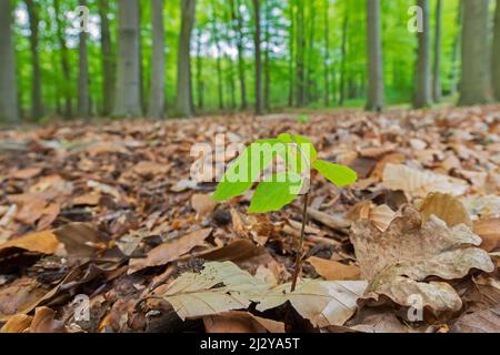 Europäische Buche / Buche (Fagus sylvatica) neuer Spross, der im Frühjahr auf dem Laubwaldboden auftaucht Stockfoto