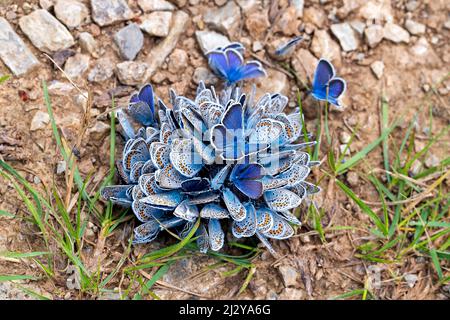 Ansammlung von gewöhnlichen blauen Schmetterlingen / Europäischer Blauschmetterling (Polyommatus icarus) auf nassem Boden, genannt Schlammpfütze Stockfoto