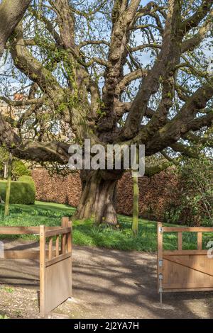 Durch ein offenes Holztor blickt man auf eine alte englische Eiche, die mit Holzpfosten aufgestutzt ist. Goldsborough Hall Garden, North Yorkshire. Stockfoto