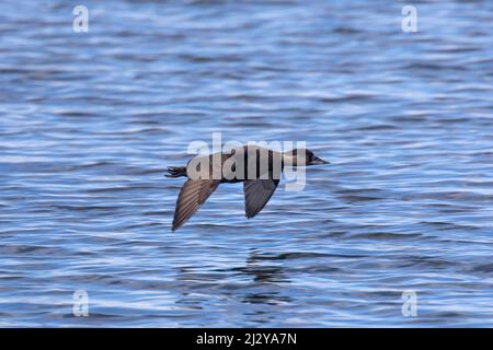 Gewöhnliches Weibchen (Melanitta nigra / Anas nigra), das im Frühjahr in Island über das Meerwasser des Nordatlantiks fliegt Stockfoto