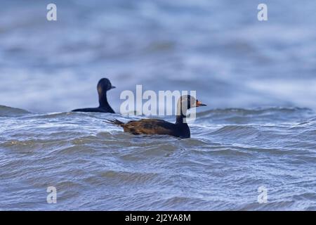 Zwei gewöhnliche Schotter (Melanitta nigra / Anas nigra) Männchen / Draken schwimmen im Winter im Meerwasser Stockfoto