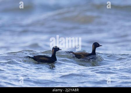 Zwei gewöhnliche Schotter (Melanitta nigra / Anas nigra) Männchen / Draken schwimmen im Winter im Meerwasser Stockfoto
